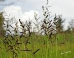 Image result for Echinochloa pyramidalis