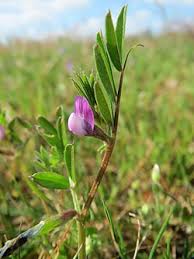Image result for Vicia paucifolia
