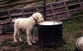 Si vous pensez que votre chien a pu manger une quantité dangereuse de chocolat, consultez au plus vite votre vétérinaire. Quels Sont Les Aliments Dangereux Et Toxiques Pour Le Chien