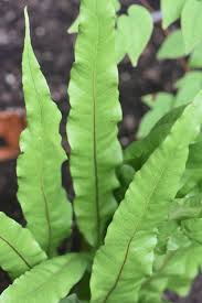 Image result for Lepisorus