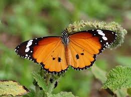 Image result for Stathmostelma pedunculatum