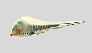 john moffitt johnrmoffitt fossilfriday middle cambrian 505 million yr old burgess shale has a few prehistoric animals prehistoric creatures ancient fish