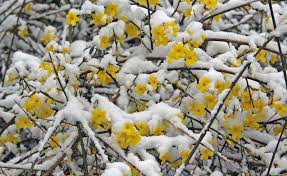 Obwohl Er Eine Winterharte Kletterpflanze Ist Kann Dem Gelben Winterjasmin Frost Zusetzen W Winterharte Kletterpflanzen Winterharte Pflanzen Kletterpflanzen