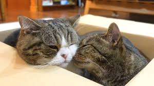 一緒に箱に入るねこ２ maru hana use the box together 2 まる 猫 ねこ 生き物