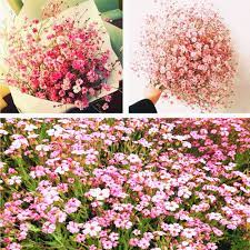 100pcs Gypsophila Paniculata Flower Seeds Babys Breath Home Garden Decor Pink Flower Seeds Gypsophila Bonsai Flower