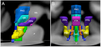 Maybe you would like to learn more about one of these? Frontiers The Brainstem In Emotion A Review Frontiers In Neuroanatomy