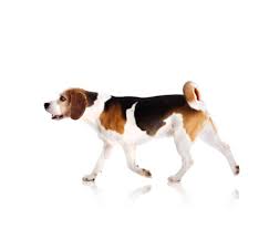 The largest dog breed, the great dane, weighs over 100 lbs and a male great. How Big Do Beagles Get Plus Size Info For Beagle Mixes Embora Pets