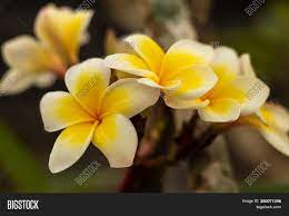 We did not find results for: Branch White Yellow Image Photo Free Trial Bigstock