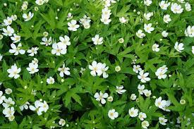 We did not find results for: The 15 Best Flowering Ground Covers For Yard Gardener S Path