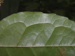 Image result for Cassipourea