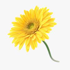 Pin On Flowers