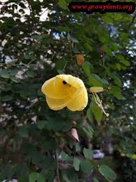 Image result for Bauhinia tomentosa