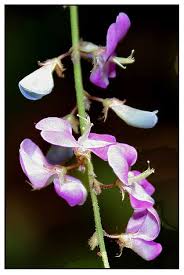 Image result for Pleurolobus salicifolius