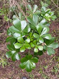 Image result for Cussonia zimmermannii