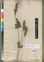 Image result for Pogonospermum ciliatum