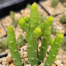 Image result for Monadenium
