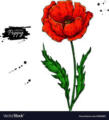 See more ideas about drawings, flower drawing, flower art. Simple Drawing Of A Poppy Flower Novocom Top