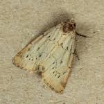 Image result for Photedes minima