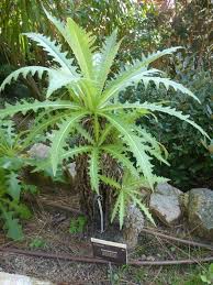 Marimurtra Botanical Garden Plante Verte Cactees Succulentes