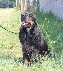 Dans la vidéo, nous vous montrons les point culminants des 20 dernières années. Chien Elevage Du Royaume Des Quatre Pattes Eleveur De Chiens Cocker Spaniel Anglais