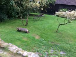 Ein Dachs Zu Besuch Im Garten Dreesch7