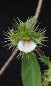 Image result for Blepharis maderaspatensis