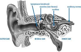 Reversing Sudden Deafness | Dana Foundation