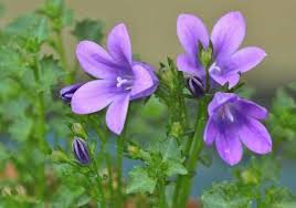 The tall purple flower growing by the side of the road. 18 Purple Perennial Flowers For Your Garden With Pictures
