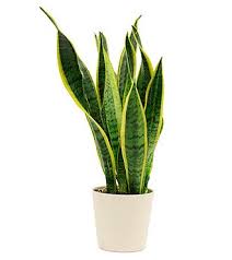 We did not find results for: Can You Use Coffee Grounds For Indoor Plants Succulents Network