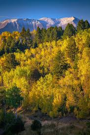 Image result for Harungana montana