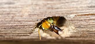In rock, mulch and wood piles; Carpenter Bees Nests Appearance Functions Beehivehero