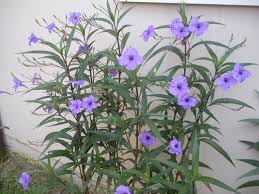 Mexican Petunia Northeast Florida Paradise Petunias Petunia Plant Blooming Plants