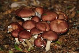 Stropharia Rugosa Annulata Champignon Cultiver Jardinage