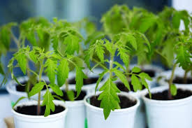 Choose a wide and deep pot with drainage holes at the bottom. Growing Tomatoes From Seed How When And Ideal Temperatures Dengarden