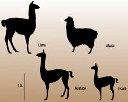 They have longer heads than the similar but more delicate vicuña. Animal Department Llama Llama Arts Alpaca