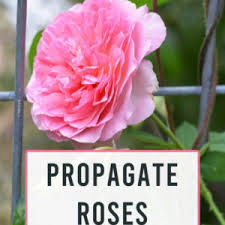 Check spelling or type a new query. Air Layering To Root Roses Flower Patch Farmhouse