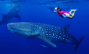 Pauschalreise auf die malediven planen top hotels last minute all inclusive gratis beratung jetzt malediven urlaub 2021/2022 buchen! Malediven Urlaub Highlights Top Erlebnisse Unterkunfte