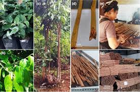 4.1 gentle stage 4.2 opposite stage 4.3 unity stage ye chen was a graduate student studying physics in the 21st century. Ceylon Cinnamon Much More Than Just A Spice Suriyagoda Plants People Planet Wiley Online Library