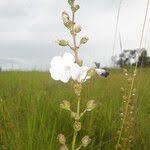 Image result for Gerardiina angolensis