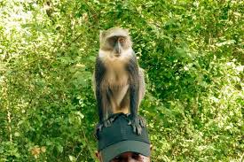 Image result for Zanthoxylum holtzianum