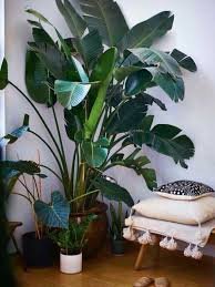 White Bird Of Paradise Palm Tree 