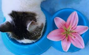 Lily flowers bad for cats. Lily The Fatal Flower For Cats The Hindu Businessline