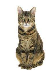 The Personality Of A Tabby Cat Is Quite Unique In All Respects Cat Appy