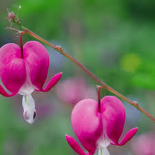 Just as with other bleeding heart flowers, these can cause skin irritations for some people so caution is advised. Fringed Bleeding Heart Plants
