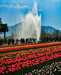 Check spelling or type a new query. Tulip Garden Kashmir India Tulips Garden Beautiful Places Places To Visit