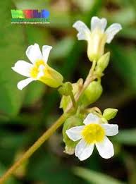 Image result for Oxalis barrelieri