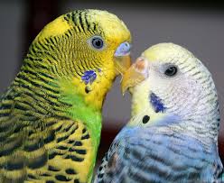 Because they will keep on fighting with each other. Budgie Parakeet Questions Answers Faq