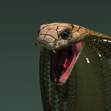3d Model King Cobra Snake King Cobra Snake Cobra Snake Snake