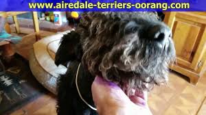 Here at southern roc airedales we raise the old fashion airedale. Black Airedale Terrier Youtube