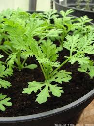 Comment Cultiver L Armoise Annuelle Au Jardin Et La Transformer Pour Une Utilisation En Phytotherapie Article Pa Armoise Terrarium Pour Plantes Grasses Plante